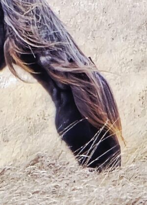 Nokota Horse