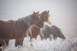 Nokota Horses on Whiskey Road Reserve - ND