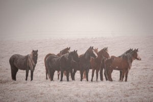 Nokota Horses on Whiskey Road Reserve - ND