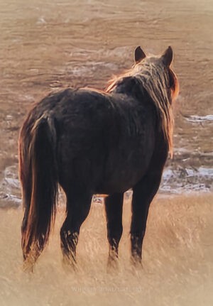 Nokota Horse