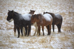 Nokota Horses on Whiskey Road Reserve - ND